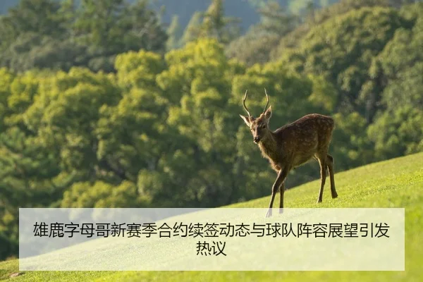 雄鹿字母哥新赛季合约续签动态与球队阵容展望引发热议